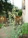 Blooming Kohlrabi