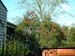 Lilac&HUGE CottonwoodTree