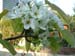 NashiBlossoms